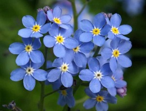 nezabudky,-modre-kvety-245486